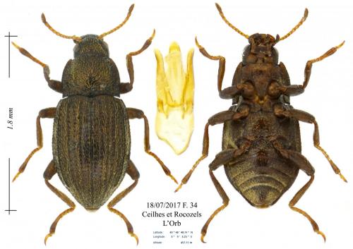 Riolus illiesi